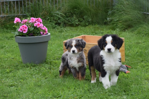 Australische herder x Berner Sennen (reu) 44963