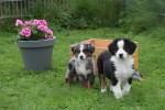 Australische herder x Berner Sennen (reu) 44963