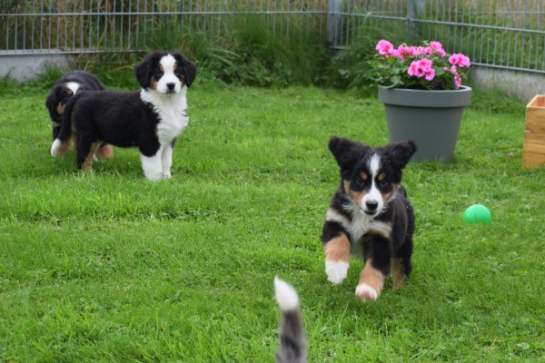 Australische herder x Berner Sennen (reu) 44963