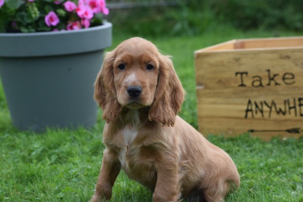Engelse cocker spaniel (reu) 67571