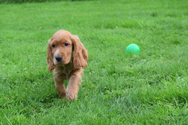 Engelse cocker spaniel (reu) 67571