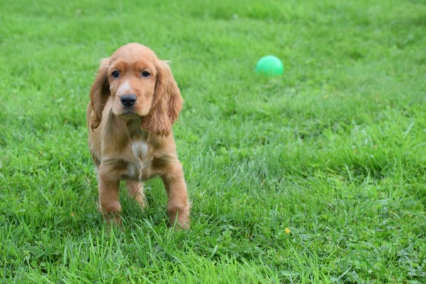 Engelse cocker spaniel (reu) 67571