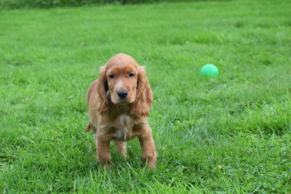 Engelse cocker spaniel (reu) 67571