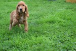 Engelse cocker spaniel (reu) 67571