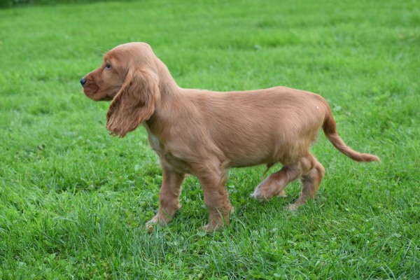 Engelse cocker spaniel (reu) 67571