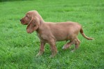 Engelse cocker spaniel (reu) 67571