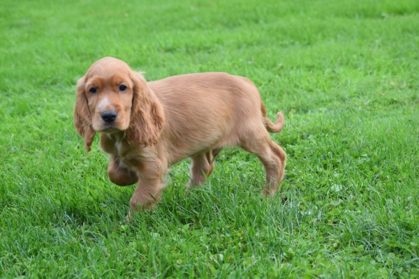Engelse cocker spaniel (reu) 67571