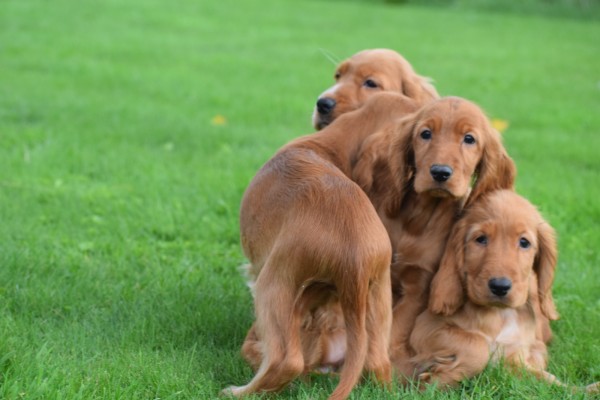 Engelse cocker spaniel (reu) 67571