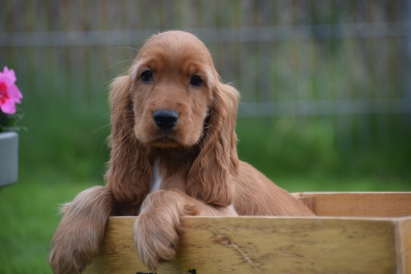 Engelse cocker spaniel (reu) 68379