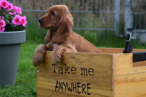 Engelse cocker spaniel (reu) 68379