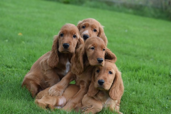 Engelse cocker spaniel (teef) 44426