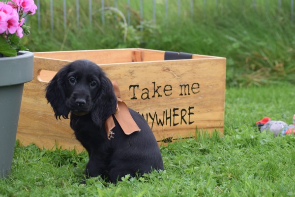 Engelse cocker spaniel (teef) 67711