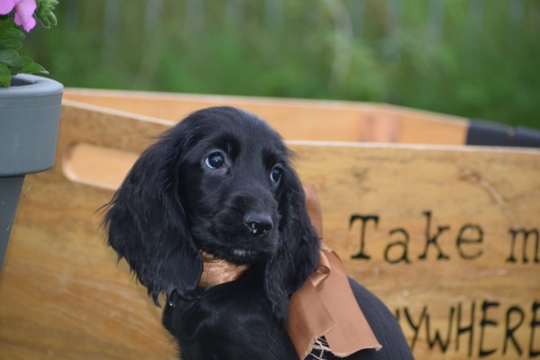 Engelse cocker spaniel (teef) 67711