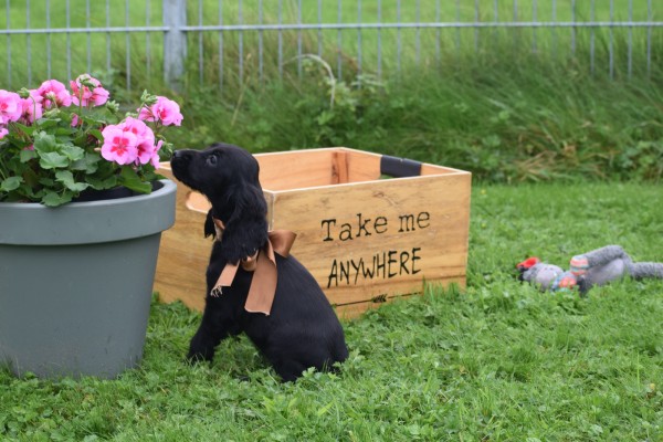 Engelse cocker spaniel (teef) 67711