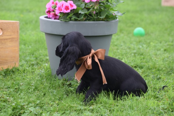 Engelse cocker spaniel (teef) 67711