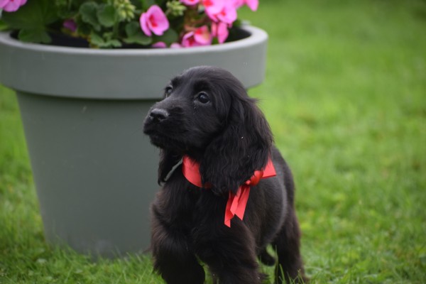 Engelse cocker spaniel (teef) 67658