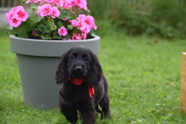 Engelse cocker spaniel (teef) 67658