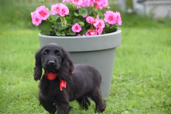 Engelse cocker spaniel (teef) 67658