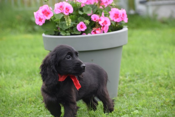 Engelse cocker spaniel (teef) 67658