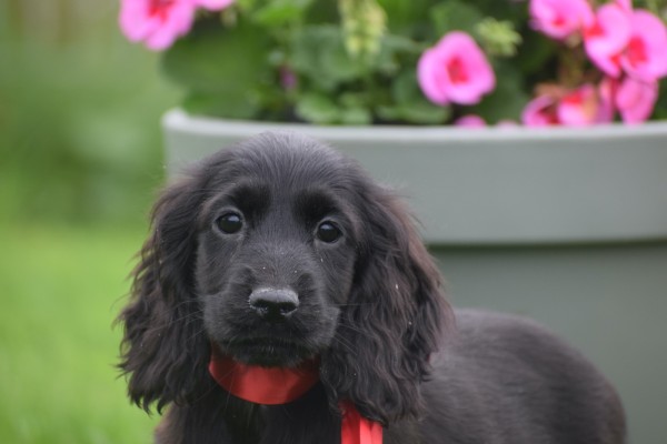 Engelse cocker spaniel (teef) 67658