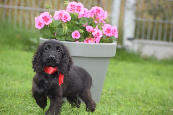 Engelse cocker spaniel (teef) 67658