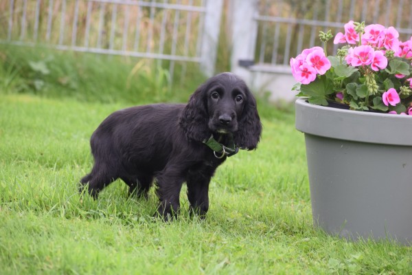 Engelse cocker spaniel (reu) 68590