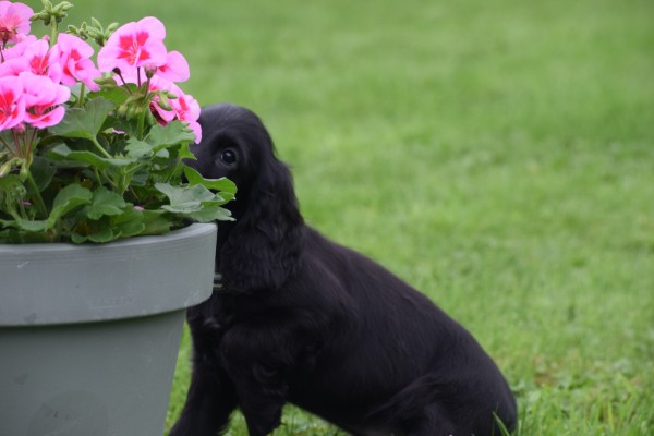 Engelse cocker spaniel (reu) 68590