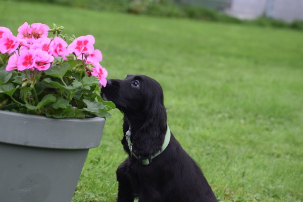 Engelse cocker spaniel (reu) 68590