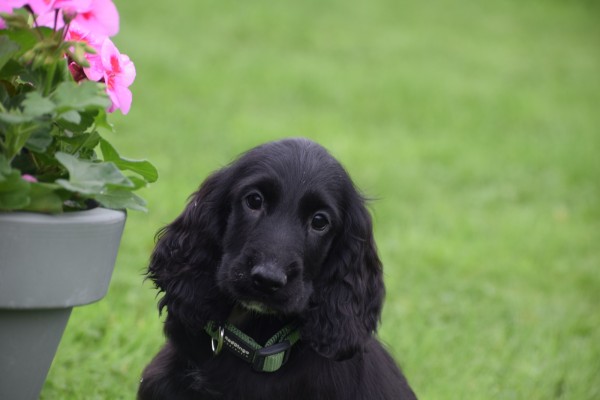 Engelse cocker spaniel (reu) 68590