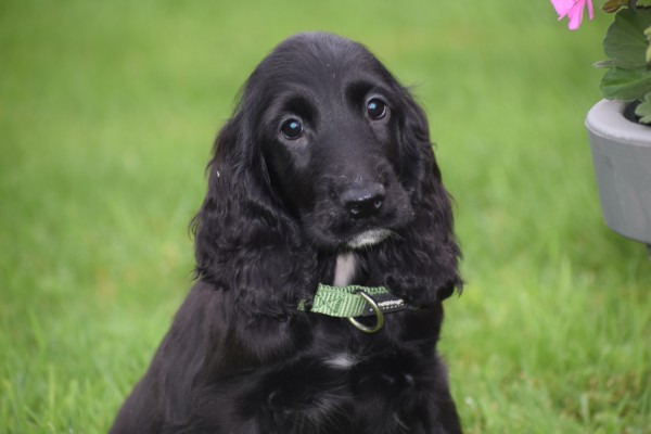 Engelse cocker spaniel (reu) 68590