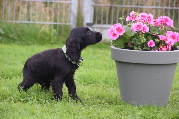 Engelse cocker spaniel (reu) 68590