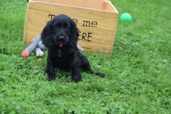 Engelse cocker spaniel (teef) 67449