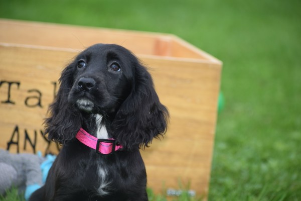 Engelse cocker spaniel (teef) 67449