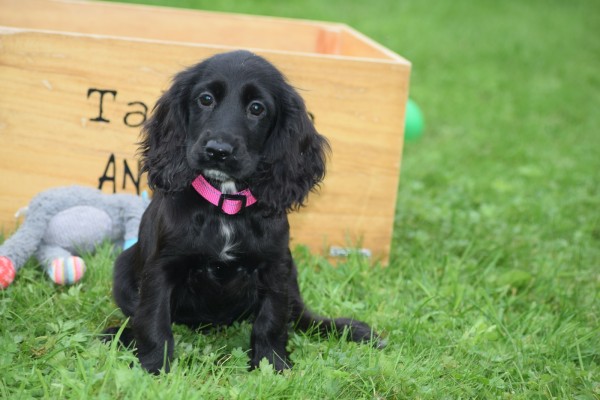 Engelse cocker spaniel (teef) 67449