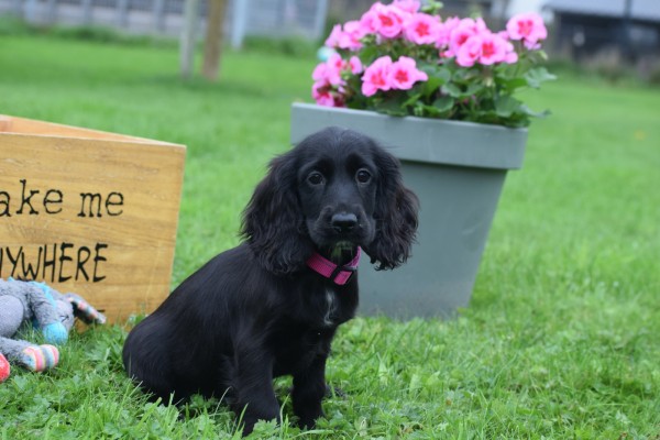 Engelse cocker spaniel (teef) 67449