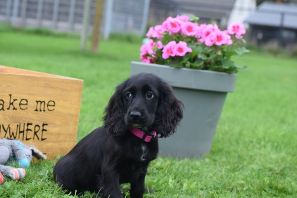 Engelse cocker spaniel (teef) 67449