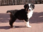 Australische herdershond (teef) 70641