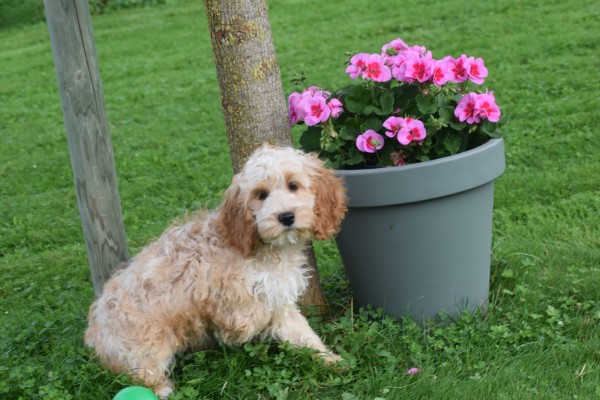 Cockapoo (teef) 70316