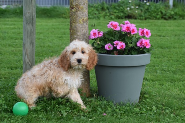 Cockapoo (teef) 70316