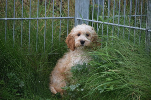 Cockapoo (teef) 70316