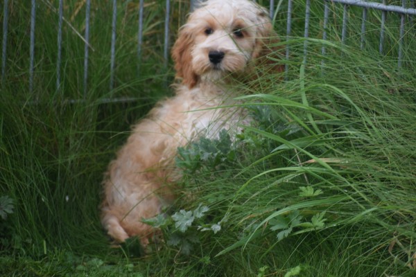 Cockapoo (teef) 70316