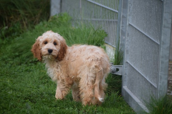 Cockapoo (teef) 70316