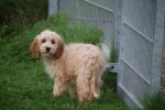 Cockapoo (teef) 70316