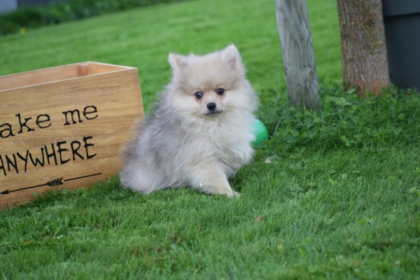 Keeshond (teef) 67693