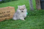 Keeshond (teef) 67693