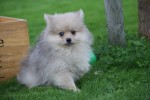 Keeshond (teef) 67693