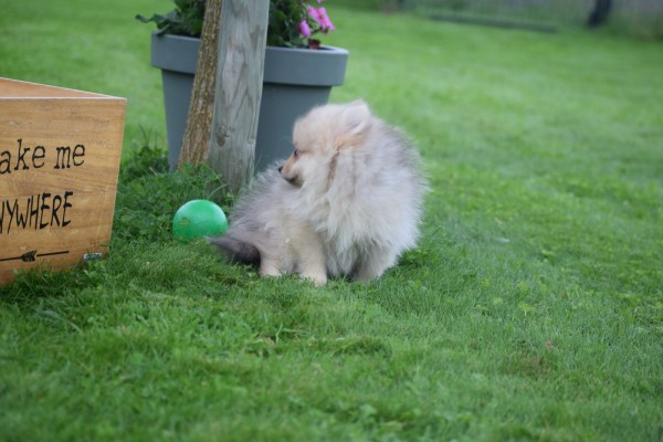 Keeshond (teef) 67693