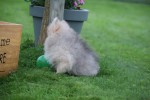 Keeshond (teef) 67693