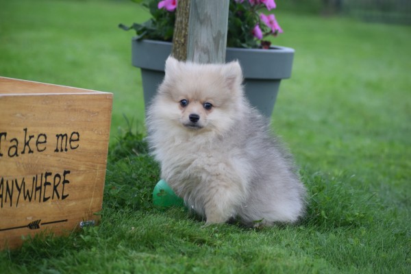Keeshond (teef) 67693