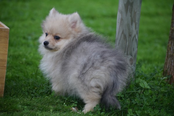 Keeshond (teef) 67693
